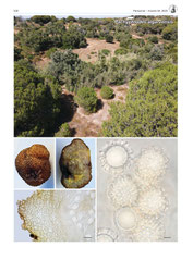 Pachyphlodes algarvensis