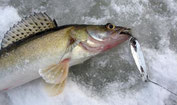 Best winter lures: top 5