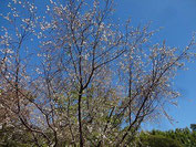 十月桜（オニバス池横）