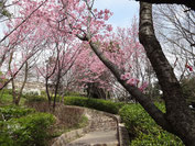 大山桜：於大公園２３日撮影