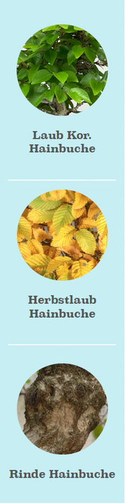 Beschreibung, Laub, Rinde der Hainbuche, Carpinus betulus