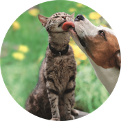 Tierversicherung und Tierkrankenversicherung für Hund und Katze 