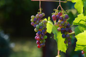 Einladung Seniorenwoche Ausflug Schliebener Weinberge