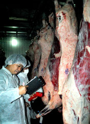 出品された枝肉の品質を確認するJA職員=10日午前、八重山食肉センター