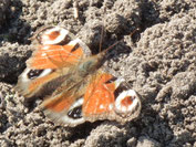 Der Schmetterling