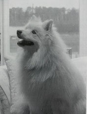 Wolfsspitz Wolfspitz German Spitz Varieteiskuising crossbreeding Giant Spitz White