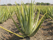 L’Aloe vera barbadensis Miller ou Aloe arborescens Miller est une plante de la famille des liliacée plantes apparentées à l’oignon et l'ail