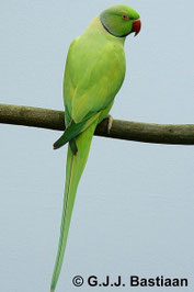 Opalin   Psittacula krameri (Halsbandsittich) 