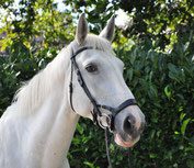 Miny de Welsh pony van Manege Gooi en Eemland in Bussum
