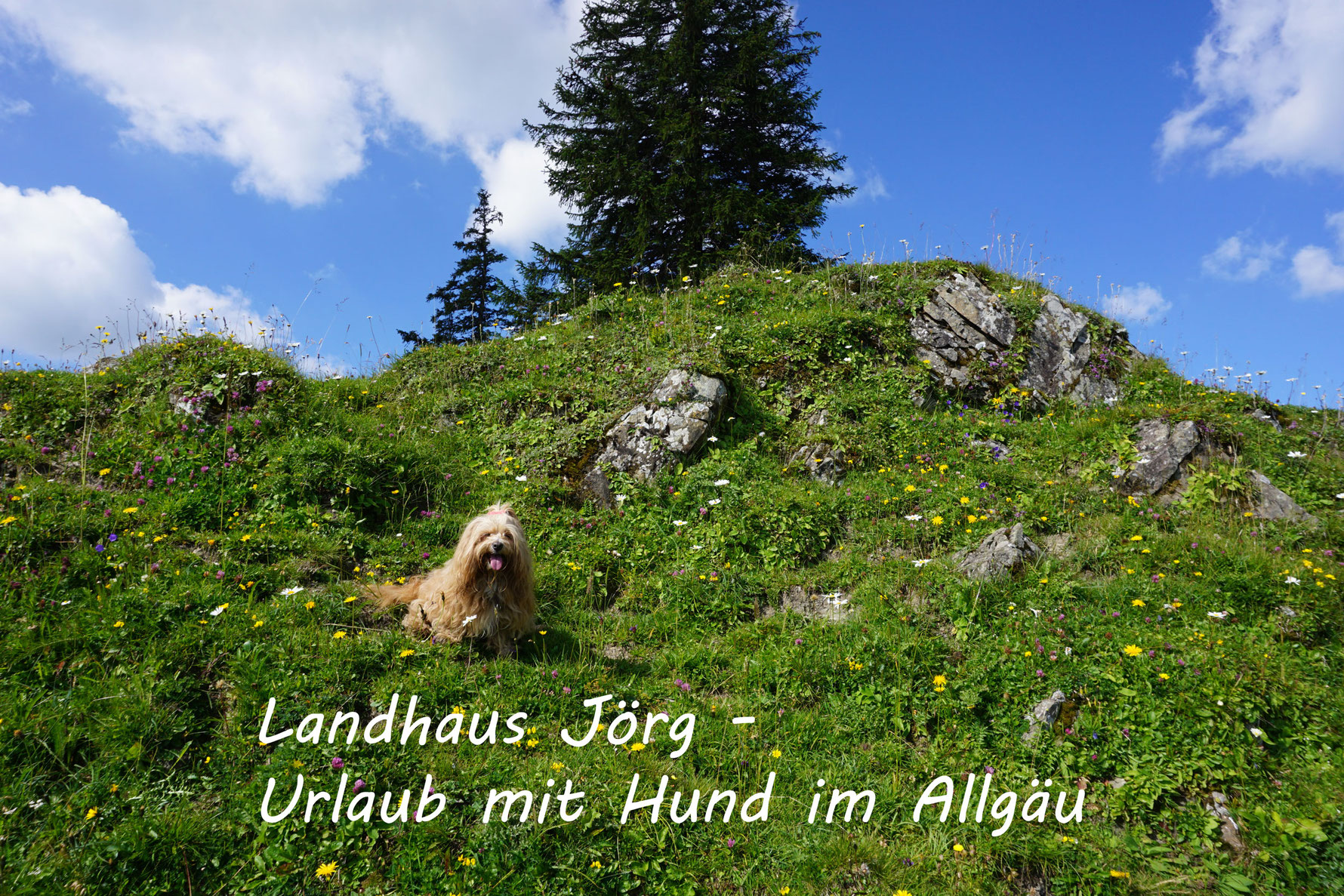 Urlaub Mit Hund Bayern Allgau