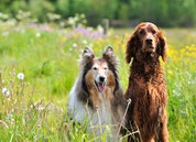 Colli und Irish Setter in der Wiese sitzend