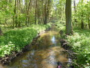 Bach in einem Wald. Sonnenlicht, das durch die Bäume scheint, spiegelt sich im Wasser