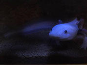 axolotl-dks Webseite!