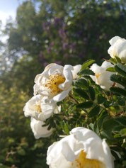 Weiße Blüten