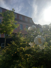 Weiße Blüten und Gebäude Jugendzentrum