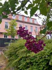 Gebäude Jugendzentrum und Fliederblüte