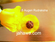 5 Augen Rudraksha 29,--