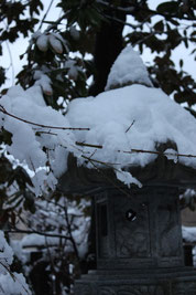 　　雪もみじ　　　１２月
