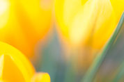 Blütenfotografie Tulpen für Einladung zum Projekt "Signatur Liebe"