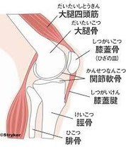 膝は、骨と軟骨それを取り巻く筋肉、筋などでつくられています