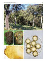 Pachyphlodes iberica