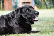 gros labrador noir tire la langue couché au soleil avec une balle entre ses pattes par coach canin 16 votre educateur canin en charente