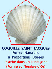 Orgonite onde  de forme coquille Saint-Jacques