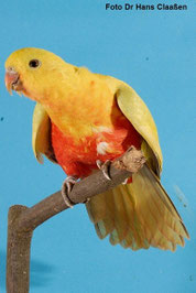 Dilute Alisterus scapularis (Königssittich)