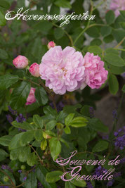 Rosen Hexenrosengarten Bodendeckerrose Schultheis rosa lila Souvenir de Greuville