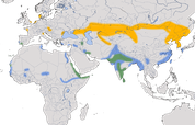 Karte zur Verbreitung des Löffler (Platalea leucorodia)