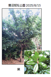 ぷっくりランプ　姥目樫 ウバメガシ（姥目樫）】 - midorinomap ページ！