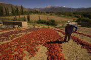 Valles Calchaquíes. Secadero de Pimientos. Foto Eliseo Miciu_Archiv_Paititi-Tours