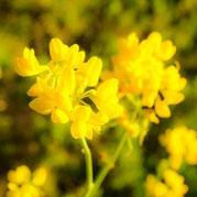 Bachblüten, Lebens Begleitung, Rosanna Nesvadba, Bern