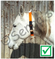Halsband Pferd mit Chiplasche Aktivstall