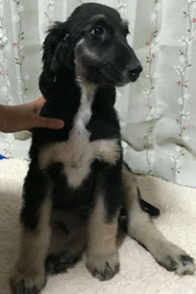 アフガンハウンド 子犬販売 Ci Penso Io シペンソイオ アフガンハウンド 子犬販売 Ci Penso Io シペンソイオ