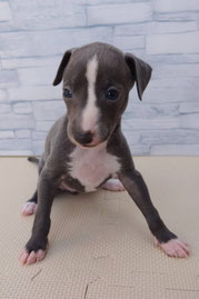 イタリアン・グレーハウンド - 子犬販売・ci penso io(シペンソイオ)