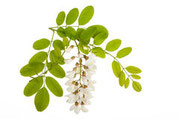Fiori di acacia
