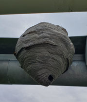 Nest der Mittleren Wespe © Leah Reiter