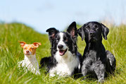 Gesunde Ernährung für Hunde und Katzen Reico Ernährungsberatung mit Liebe Füttern