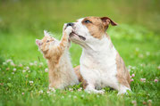 Ernährungsberatung für Hunde & Katzen mit Liebe Füttern