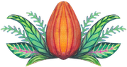 cacao mama cacao pod drawing orange