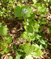 Knoblauchsrauke (Alliaria petiolata)