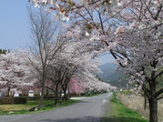 付知川河川敷の桜並木