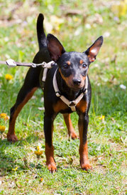 Zwergpinscher Welpe Hündin, Hund