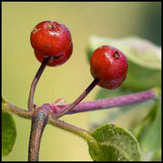 Rote Heckenkirsche, Lonicera xylosteum, Beere