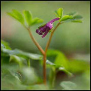 Mittlerer Lerchensporn - Corydalis intermedia