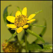 Bidens cernua, Nickender Zweizahn, 