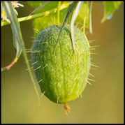 Echinocystis lobata, Stachelgurke, Frucht