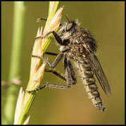 Säbel-Raubfliege - Dysmachus trigonus - Männchen