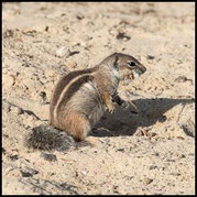 Atlashörnchen, Atlantoxerus getulus auf Fuerteventura